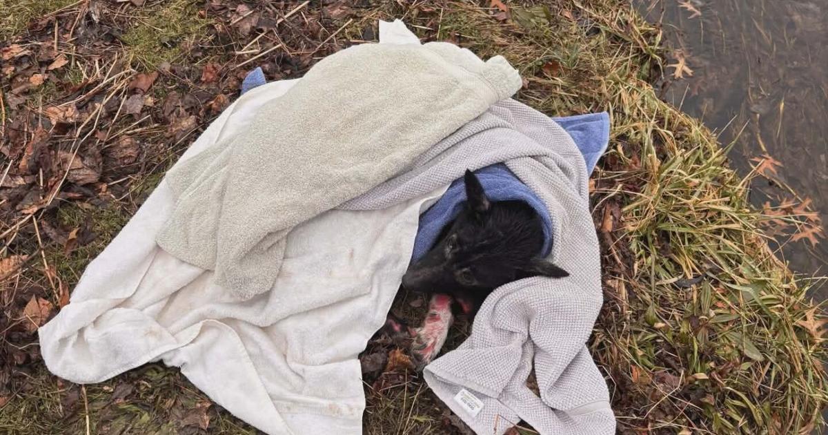 WARNING DISTURBING IMAGES: Severe Animal Cruelty Case in Erie | News