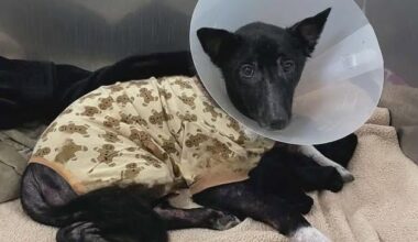 Hope Grows as Mimi Shows Progress in Her Erie Recovery | News