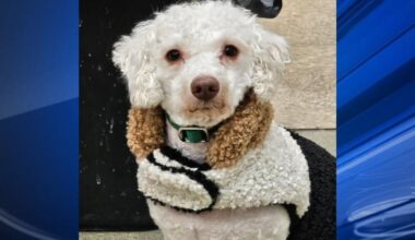 Furry Friends: Bruno and Buddy | Community