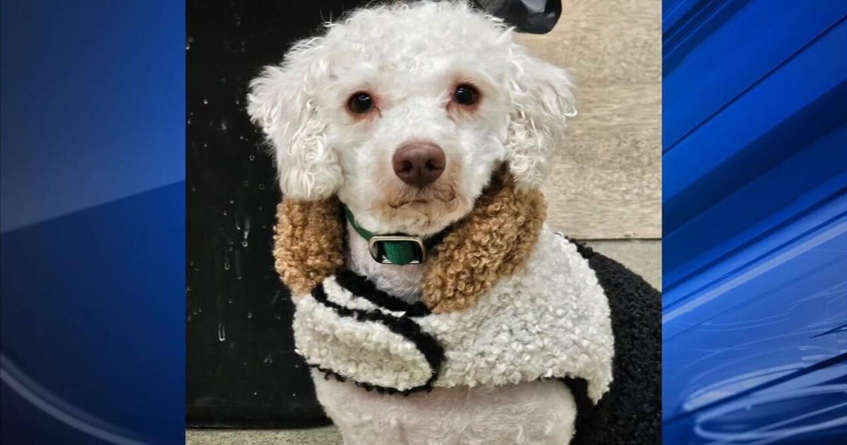 Furry Friends: Bruno and Buddy | Community