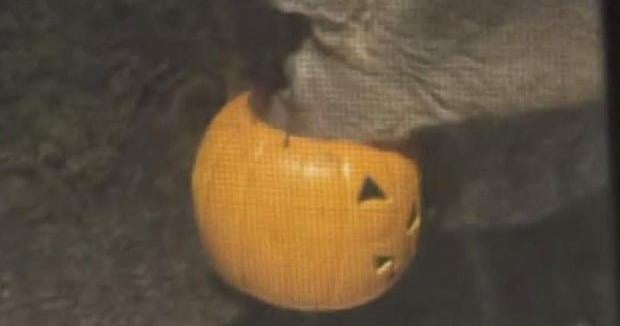 Pittsburgh community concerned after deer spotted with Halloween bucket stuck on its head | News