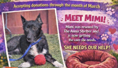 Little Dance Studio Holds Special Fundraiser for Mimi | News