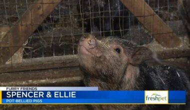 Furry Friends: Spencer and Ellie | Lehigh Valley Regional News