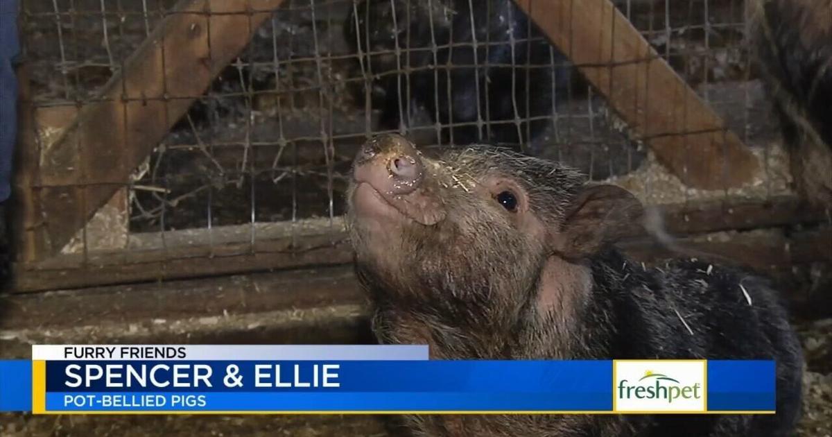 Furry Friends: Spencer and Ellie | Lehigh Valley Regional News