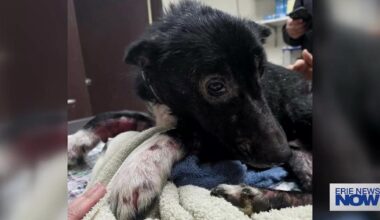 Erie Abuse Cases Spark Push for Statewide Animal Abuse Registry | Local News