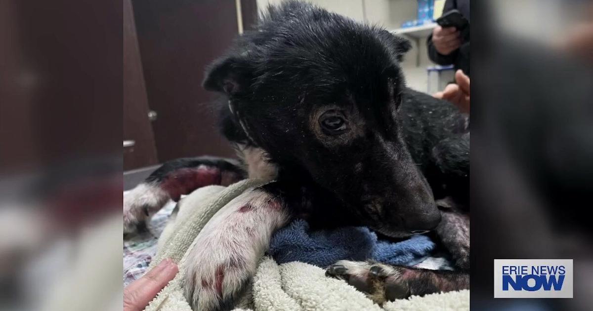 Erie Abuse Cases Spark Push for Statewide Animal Abuse Registry | Local News