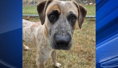 Furry Friends: Sir & Nico Robin | Berks Regional News