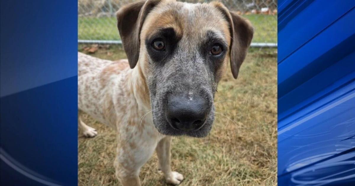 Furry Friends: Sir & Nico Robin | Berks Regional News