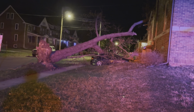 Winds Cause Non-Stop Night of Emergency Calls for Trees and Wires Down | News