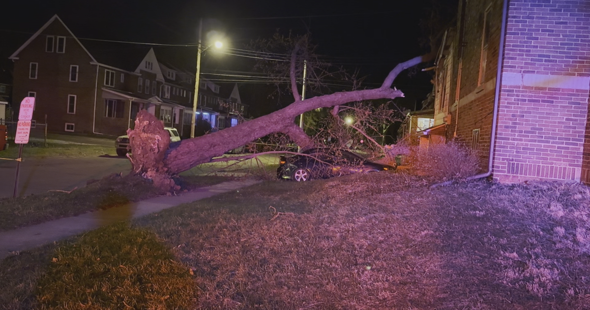 Winds Cause Non-Stop Night of Emergency Calls for Trees and Wires Down | News