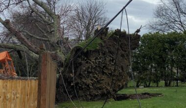 Fallen Trees and Branches Removal Reminder for Residents | News