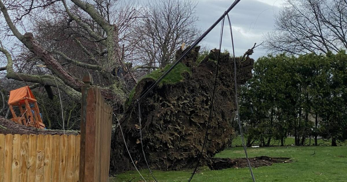 Fallen Trees and Branches Removal Reminder for Residents | News