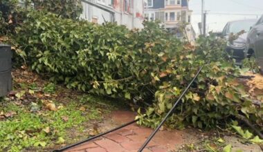 Tree falls onto car in Reading as strong winds hit Berks County | Reading Area