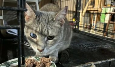 Cat missing for 6 years reconnects with family | Reading Area