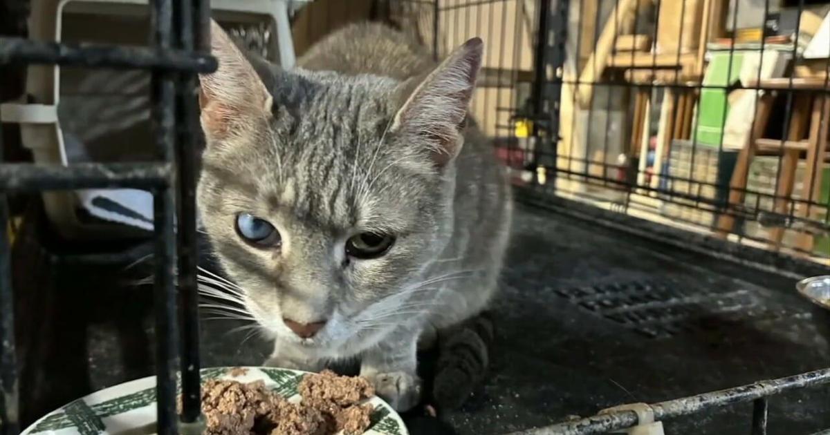 Cat missing for 6 years reconnects with family | Reading Area