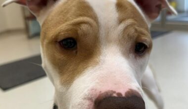 Oil City Man Charged with Animal Cruelty Released on Bail | News