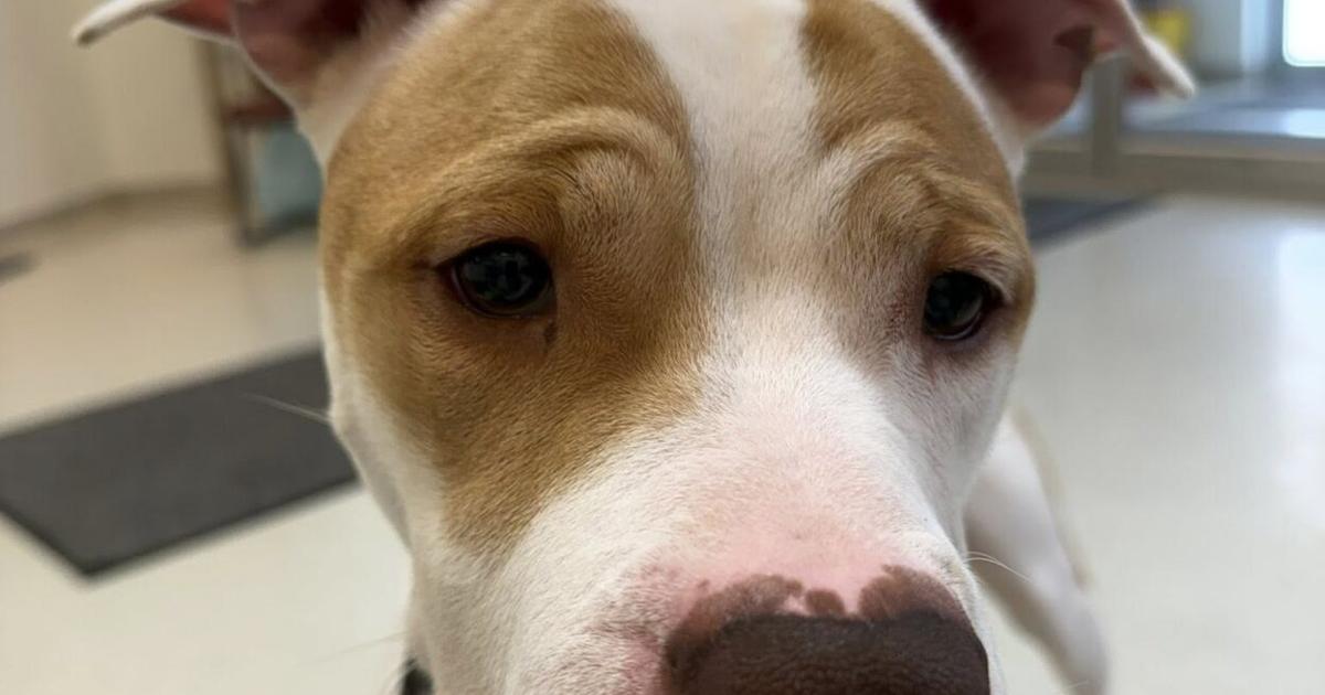 Oil City Man Charged with Animal Cruelty Released on Bail | News