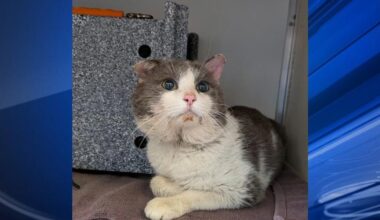 Furry Friends: Goliath & Mickey | Community