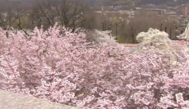 12th annual Cherry Blossom Festival brings Japanese culture to Bethlehem | Bethelehm Area