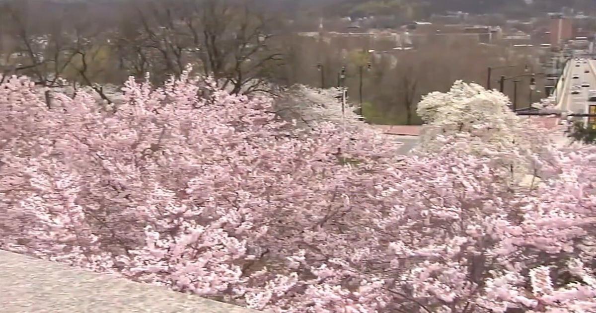12th annual Cherry Blossom Festival brings Japanese culture to Bethlehem | Bethelehm Area