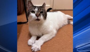 Furry Friends: Rocko & Iris | Berks Regional News