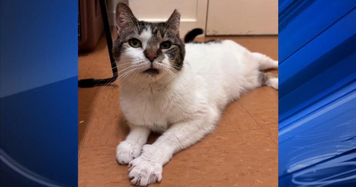 Furry Friends: Rocko & Iris | Berks Regional News