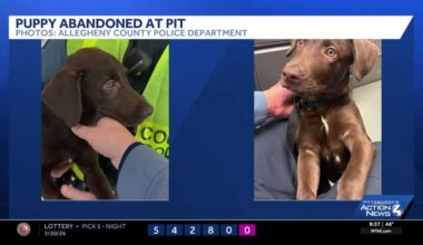Dog abandoned at PIT, police warn travelers