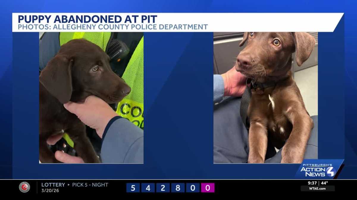 Dog abandoned at PIT, police warn travelers