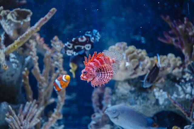 Pittsburgh Zoo explores opening aquarium on North Shore