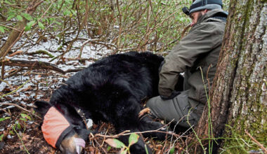 Pennsylvania Game Commission bear study aims to collar 160 animals per year
