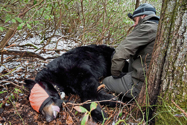 Pennsylvania Game Commission bear study aims to collar 160 animals per year