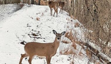 Pennsylvania sees 6% increase in deer harvest