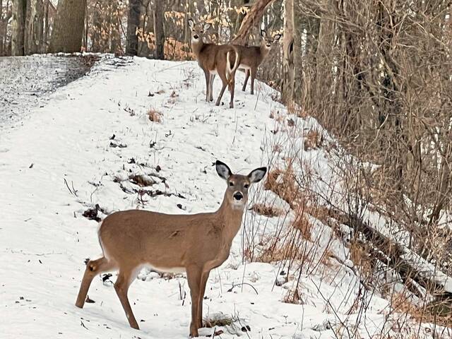 Pennsylvania sees 6% increase in deer harvest