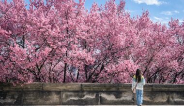 A young visitor to Philadelphia admires the Cherry Blossoms at the Philadelphia Museum of Art last year. They will back for an encore soon.