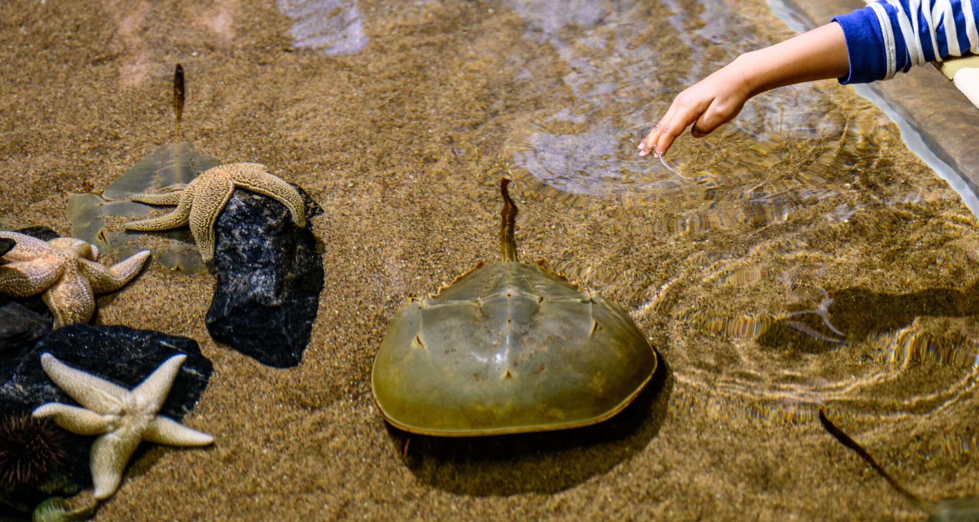 Adventure Aquarium Is Bringing the Boardwalk Indoors This Spring