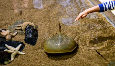 Adventure Aquarium Is Bringing the Boardwalk Indoors This Spring
