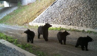 New group to create 'wildlife corridors' for migrating animals in Pennsylvania