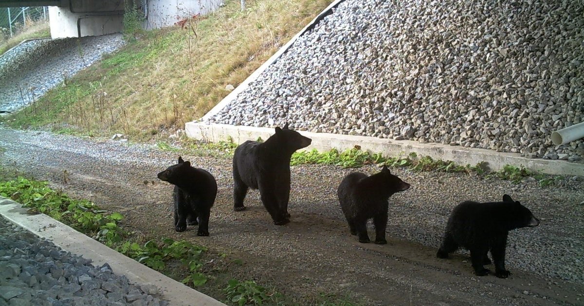 New group to create 'wildlife corridors' for migrating animals in Pennsylvania
