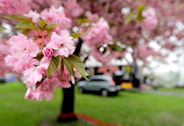 Cherry blossoms and Japanese culture will be in the spotlight in West Fairmount Park in Philadelphia. (BILL TARUTIS / CONTRIBUTING PHOTOGRAPHER)