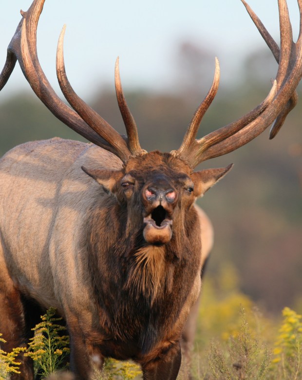 The Pennsylvania Game Commission is expected to make some changes for the 2026027 elk seasons. (FILE)