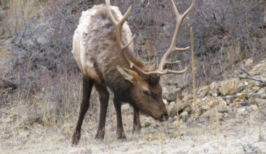 PGC expected to make changes for 2026-27 elk seasons