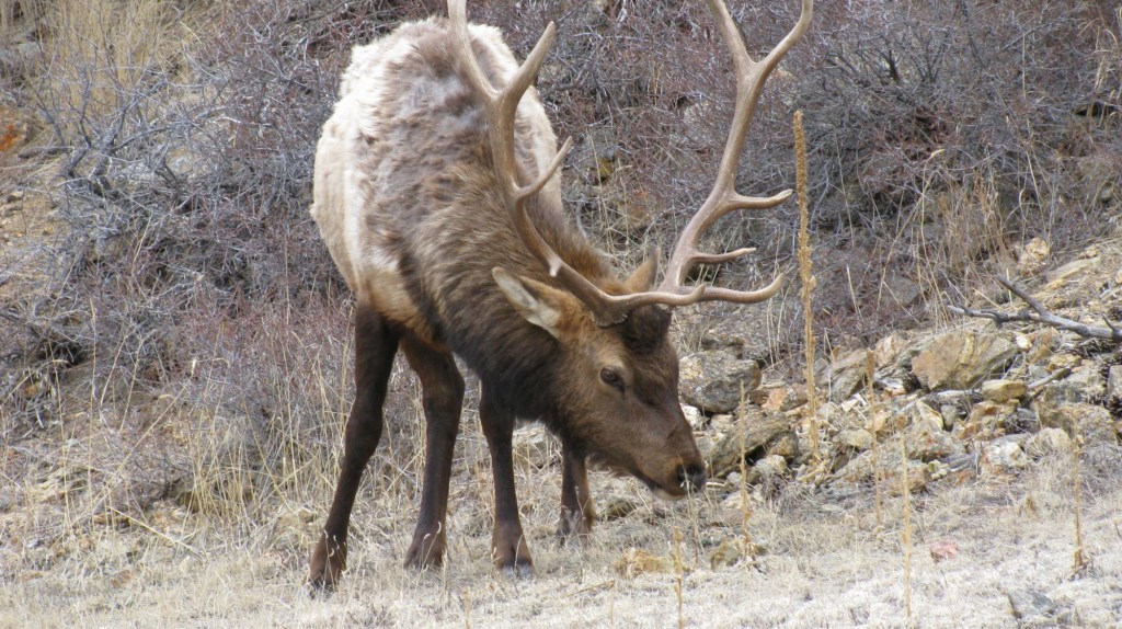 PGC expected to make changes for 2026-27 elk seasons