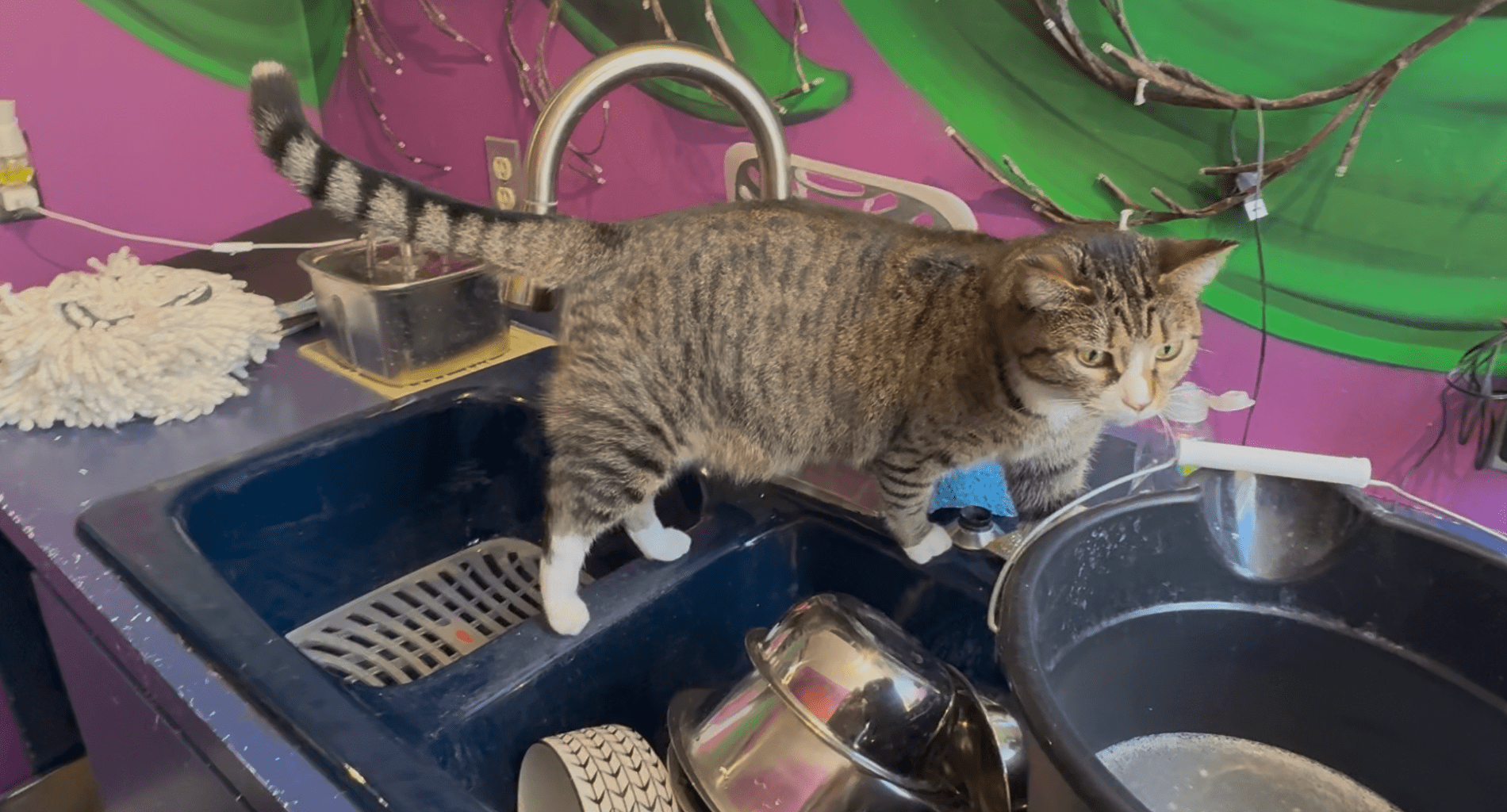 City's free spay-and-neuter program restarts ahead of kitten season