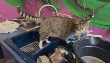 City's free spay-and-neuter program restarts ahead of kitten season