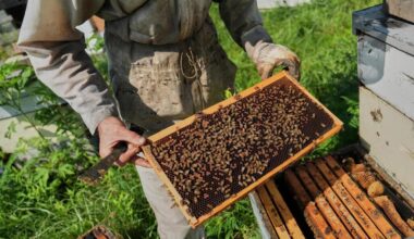 Native bee house workshop at Erie Community Library – Longmont Times-Call