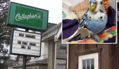 Pennsylvania man arrested for allegedly feeding pet parakeet marijuana and beer