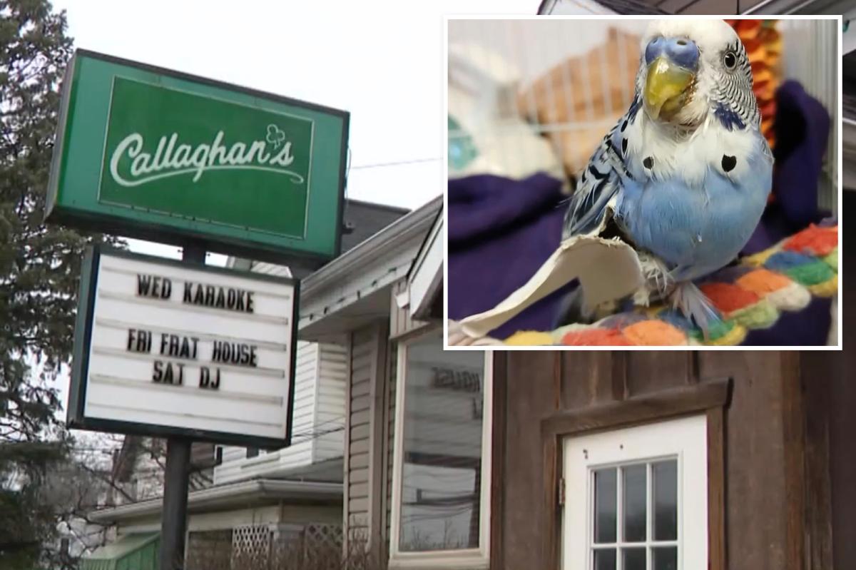 Pennsylvania man arrested for allegedly feeding pet parakeet marijuana and beer