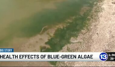 The Impact of Harmful Algal Blooms