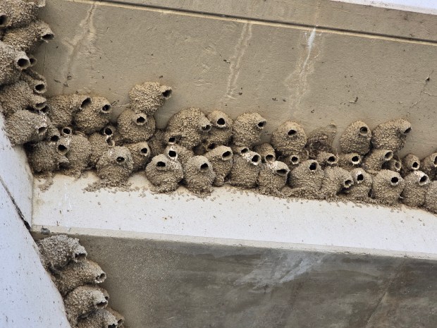 Dozens of cliff swallow nests festoon a bridge near the Erie Wetlands. (Ruth Carol Cushman)