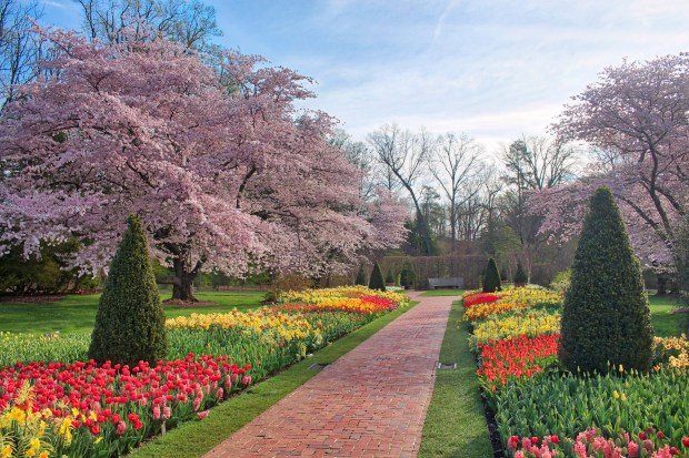 Longwood Gardens' "Spring Blooms." (Photo courtesy of Longwood Gardens-Scott Hummel)